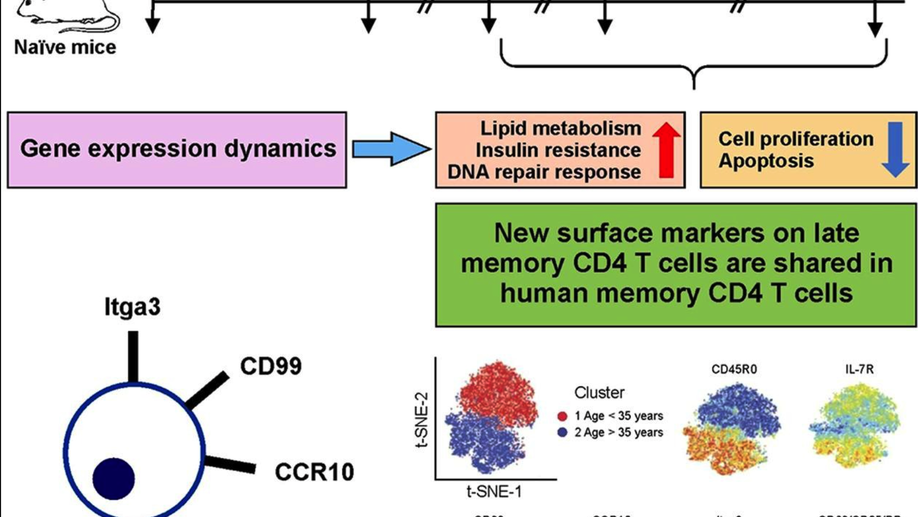 Multiple genetic programs contribute to CD4 T cell memory differentiation and longevity by maintaining T cell quiescence