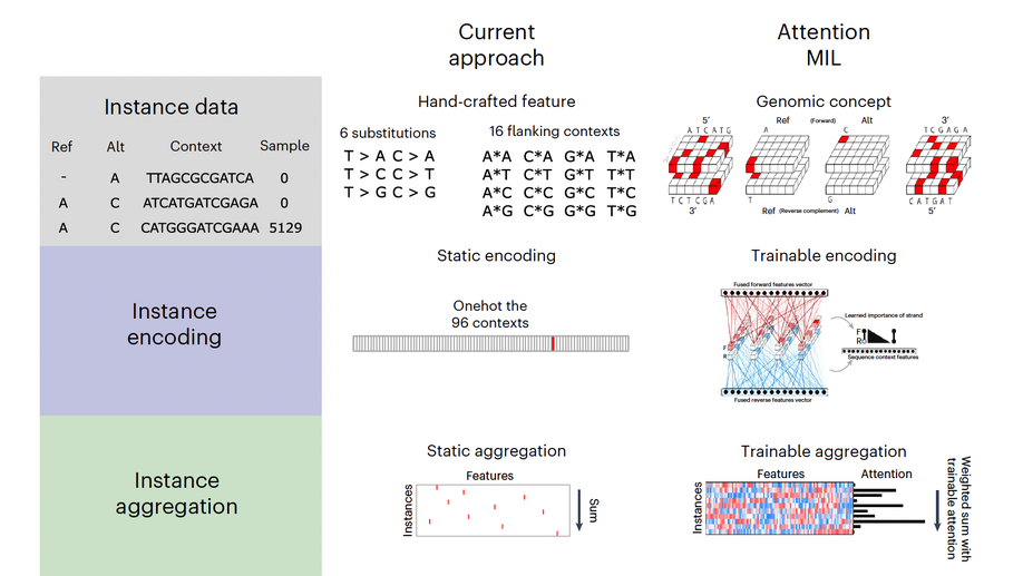Multiple-instance learning of somatic mutations for the classification of tumour type and the prediction of microsatellite status