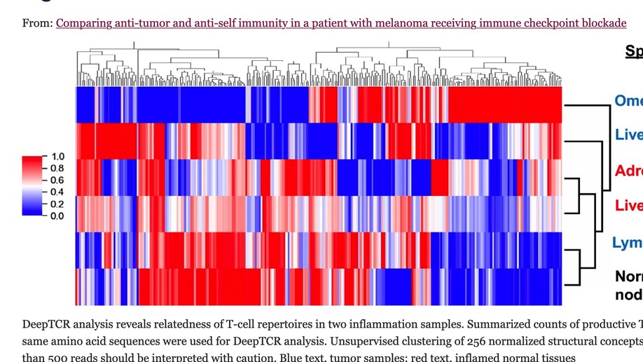 Comparing anti-tumor and anti-self immunity in a patient with melanoma receiving immune checkpoint blockade
