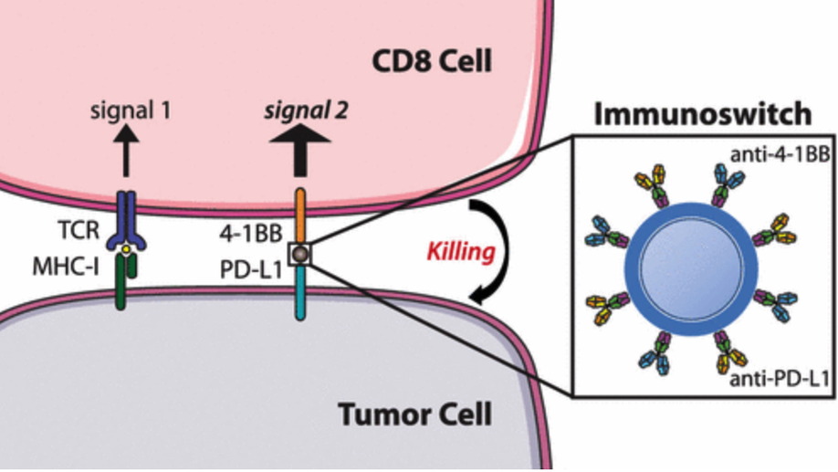 Dual Targeting Nanoparticle Stimulates the Immune System To Inhibit Tumor Growth