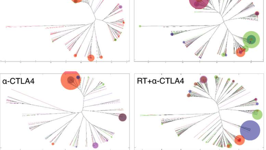Radiotherapy and CTLA-4 Blockade Shape the TCR Repertoire of Tumor-Infiltrating T Cells