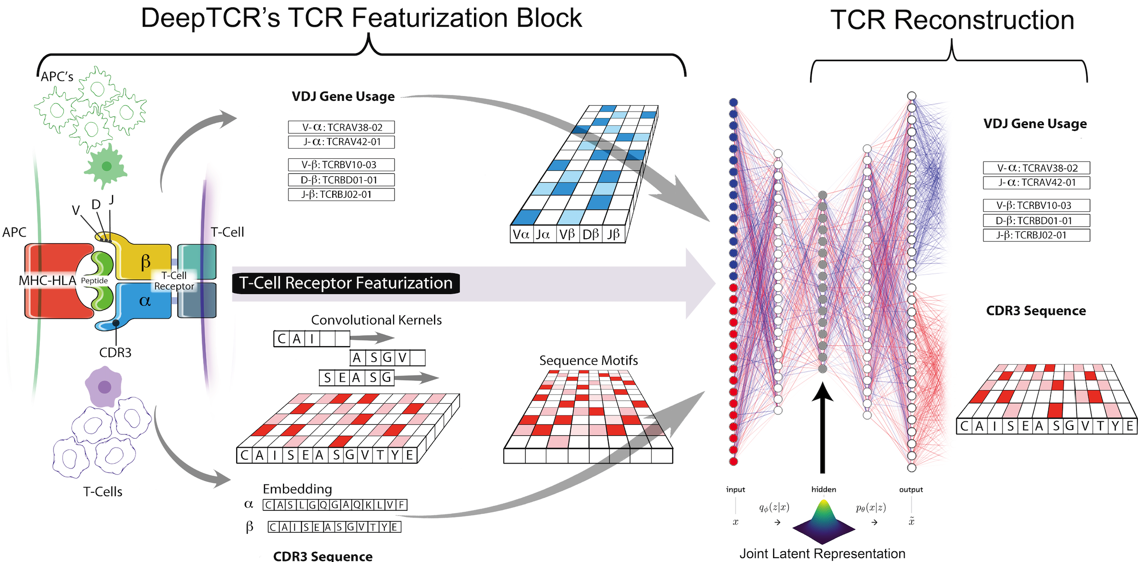 DeepTCR is a deep learning framework for revealing sequence concepts ...