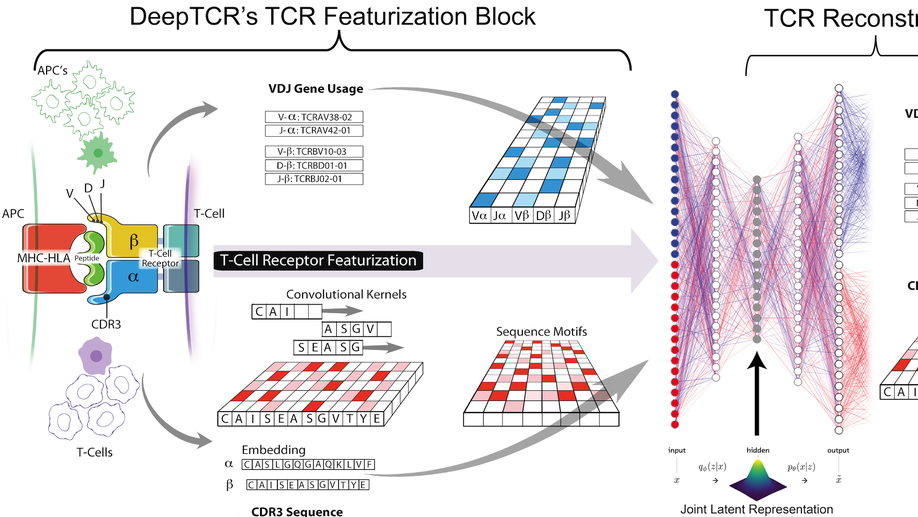 DeepTCR is a deep learning framework for revealing sequence concepts within T-cell repertoires