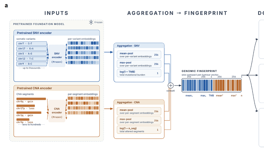 A Foundation Model for the Cancer Genome
