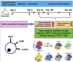 Multiple genetic programs contribute to CD4 T cell memory differentiation and longevity by maintaining T cell quiescence